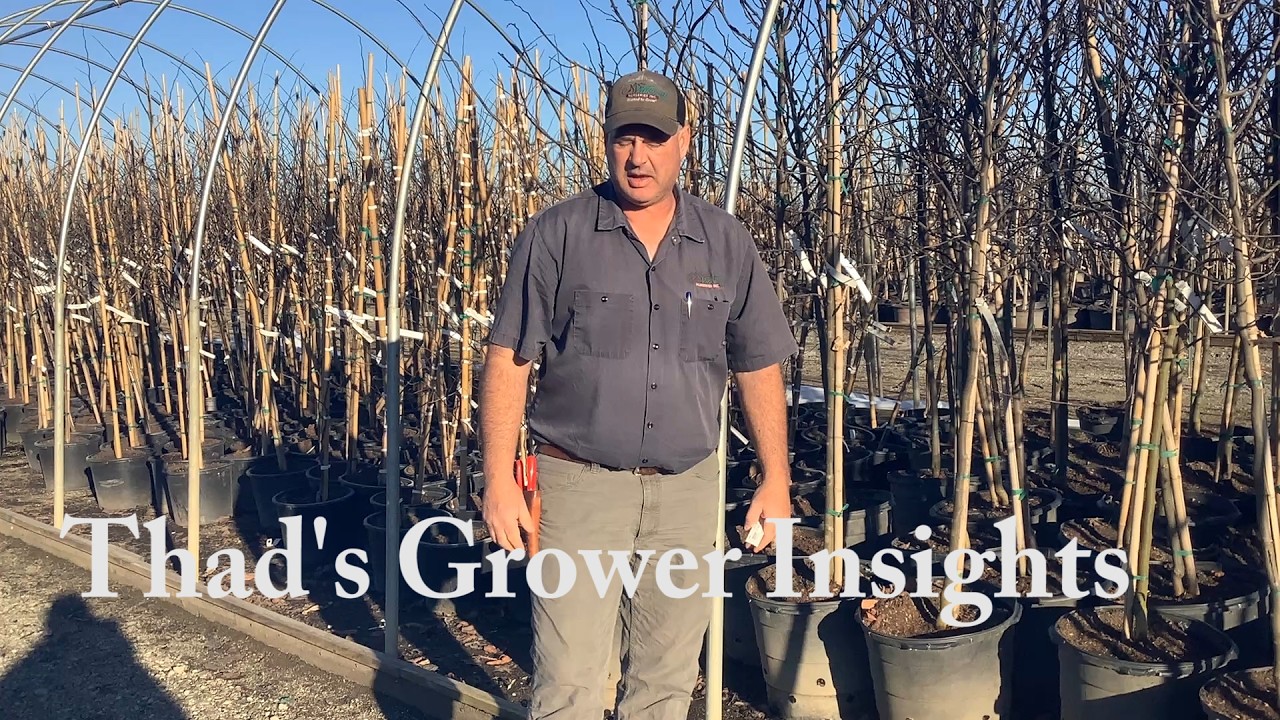 3 9 26 Thad's Grower Insights