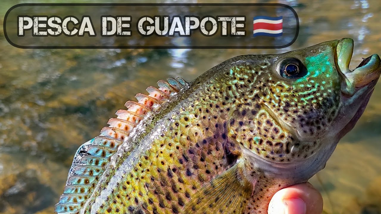 Pesca de guapote en Costa Rica | &Eacute;ste Se&ntilde;uelo me salv&oacute; el d&iacute;a 😱🇨🇷