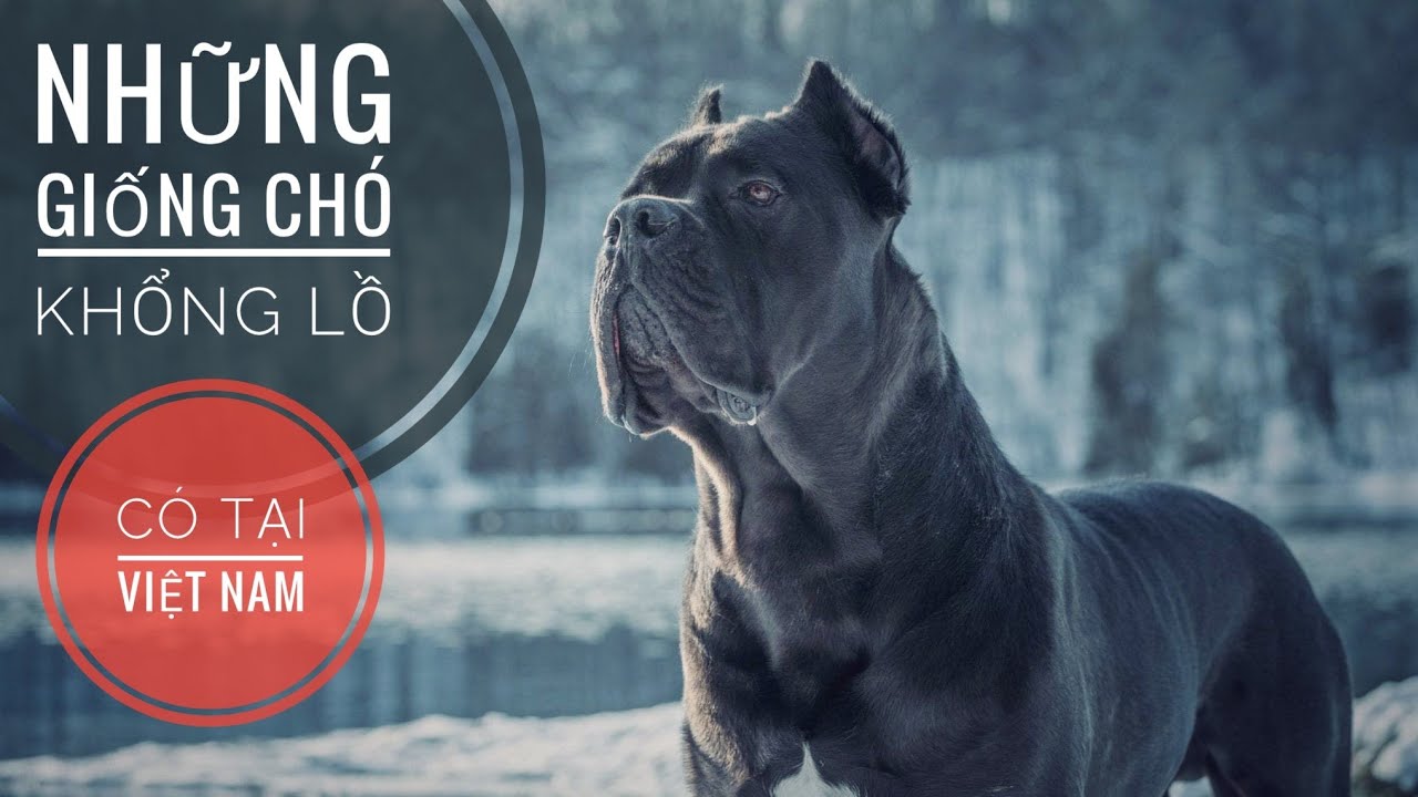 Những Giống Chó Khổng Lồ có tại Việt Nam/ Giant Dog in Vietnam/  NhamTuatTV - Dog in Vietnam