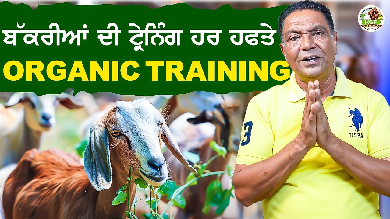 ਬੱਕਰੀਆਂ ਦੀ ਟ੍ਰੇਨਿੰਗ ਹਰ ਹਫਤੇ | Organic Training In Punjab | Kang Goat Farm