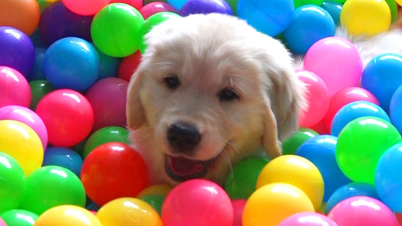 9 Week Old Golden Retriever Puppy Having Fun In A Ball Pit
