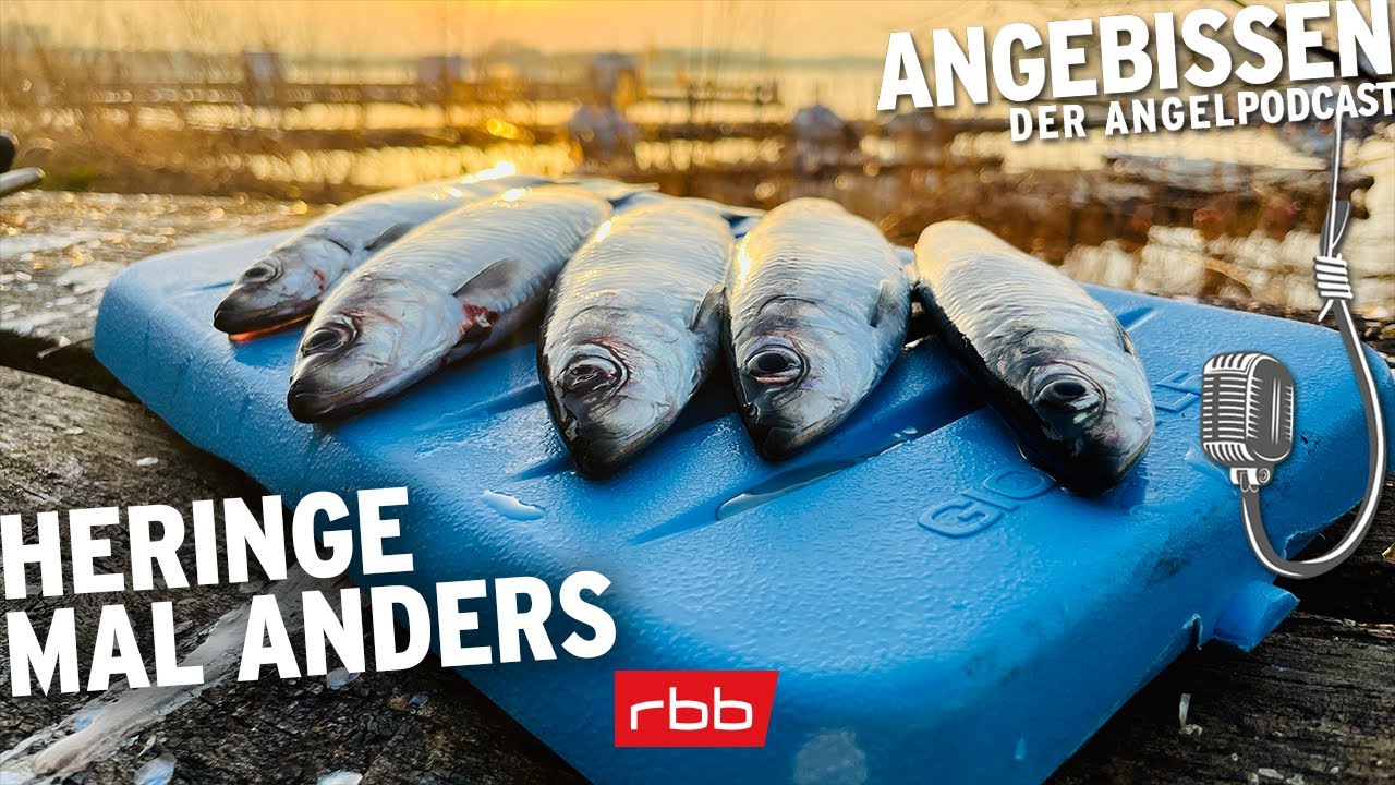 Mit dem Bellyboot auf dem Strelasund | Angebissen 91