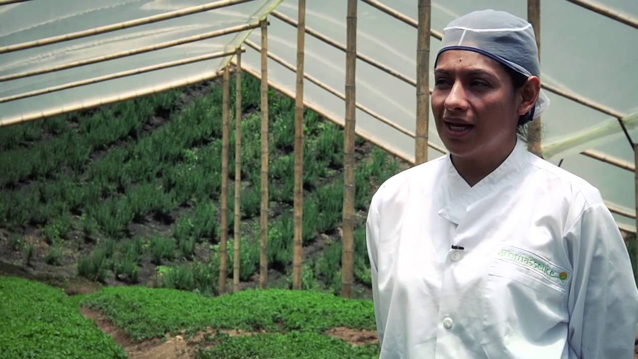 Plantas aromáticas de exportación