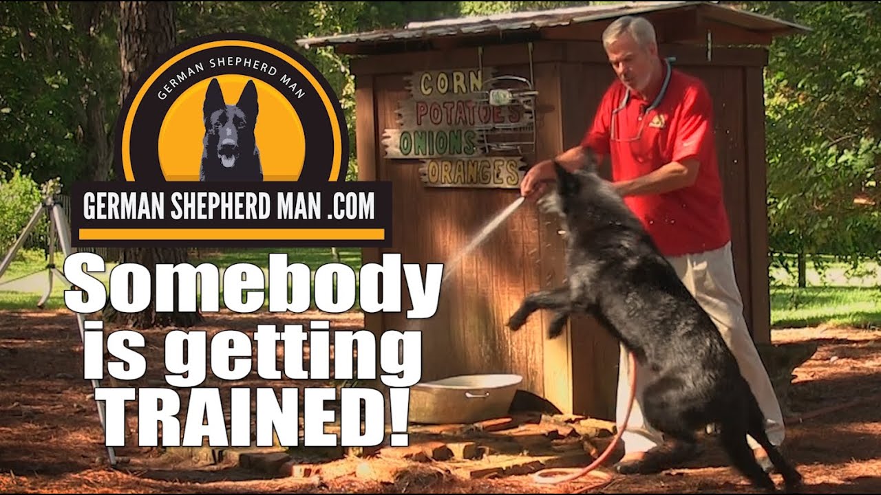 Train your dog...don't BE trained!!!