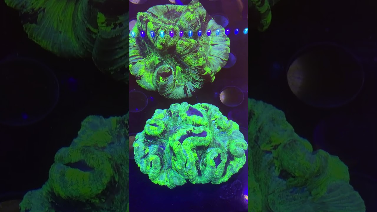 Open Brain Coral (Trachyphyllia) | BPK Reef Display Showcase 