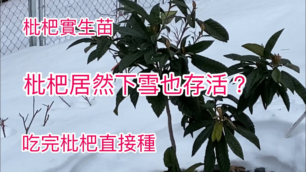 116如何種枇杷｜從果核開始種枇杷｜實生苗只要3年開花結果｜您也試試吧 How to grow loquat from seeds