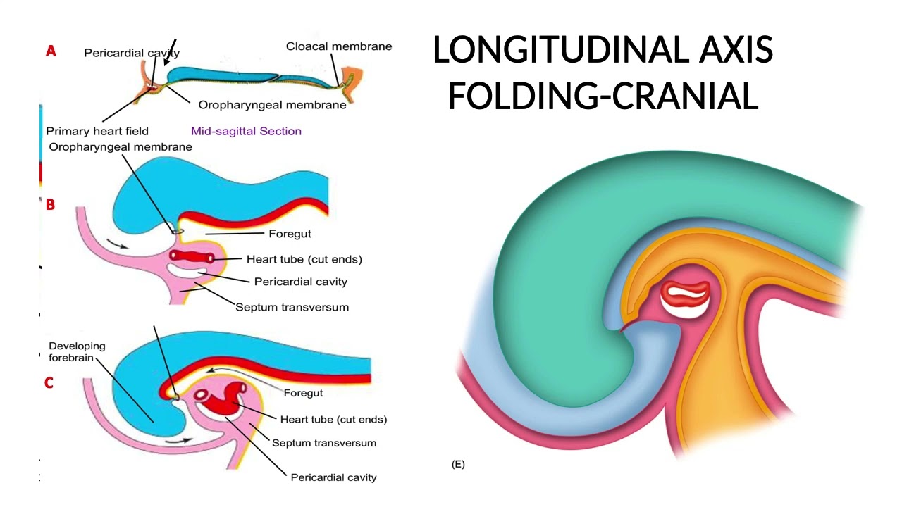 Embryology: Early 4th Week Development; Body Folding & Cavity Formation