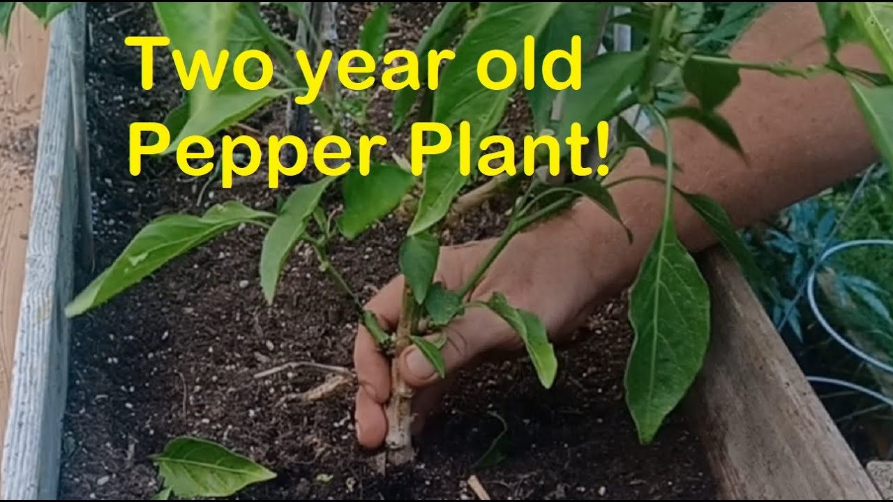 How to Overwinter a Pepper Plant - Second Year for Overwintering This Chocolate Bell Pepper Plant