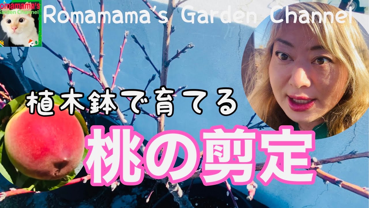 【桃の剪定】プランターで育てる桃の剪定方法　#もも　#桃栽培