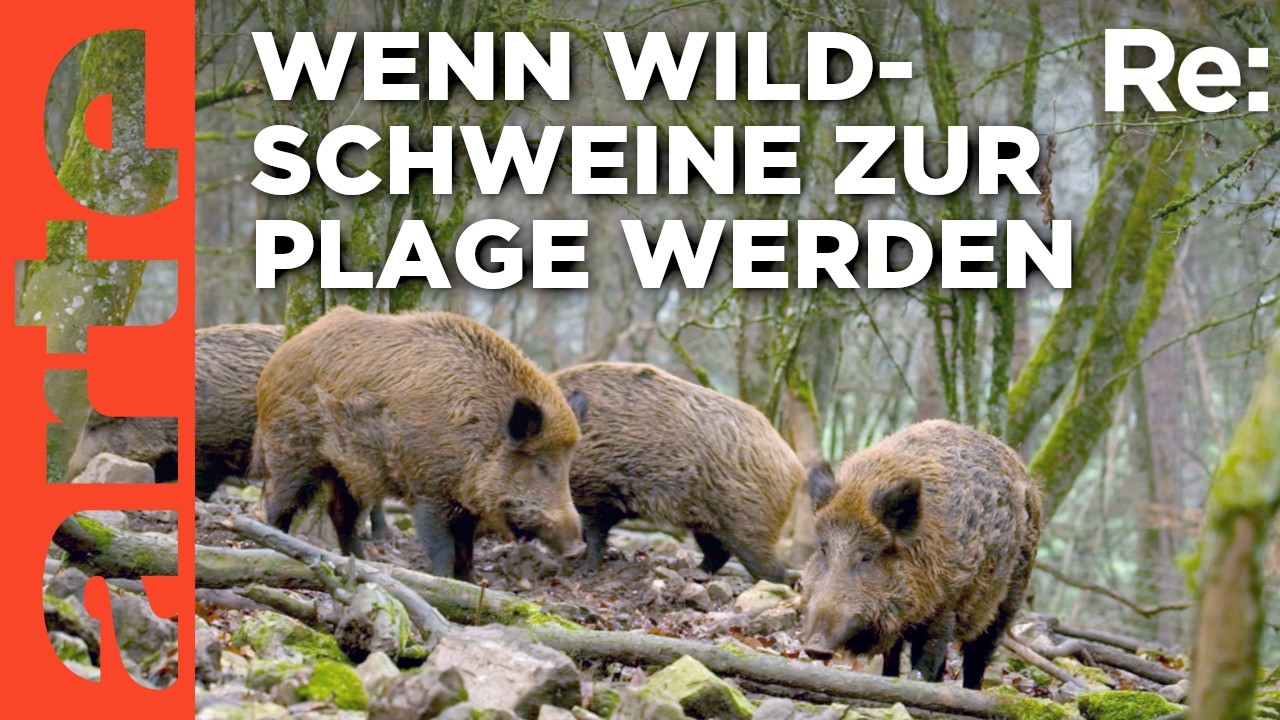 Zu viele Wildschweine in Belgien? | ARTE Re: