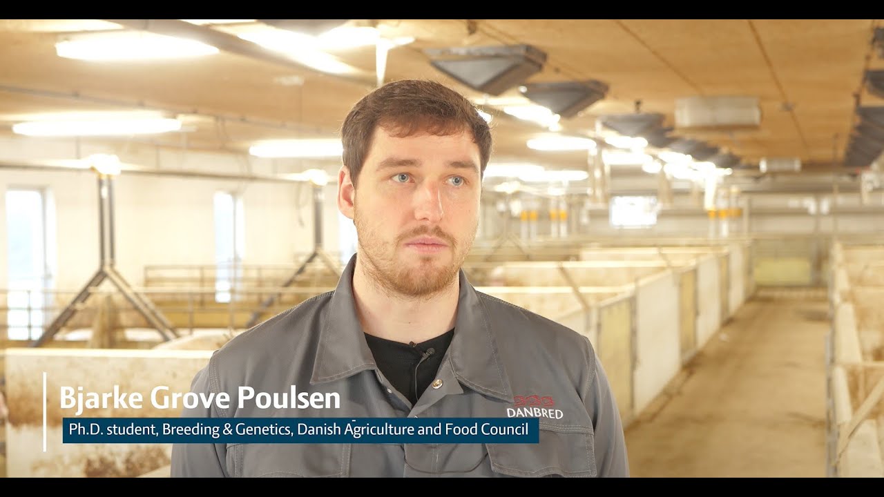 New results will contribute to better selection for sow longevity