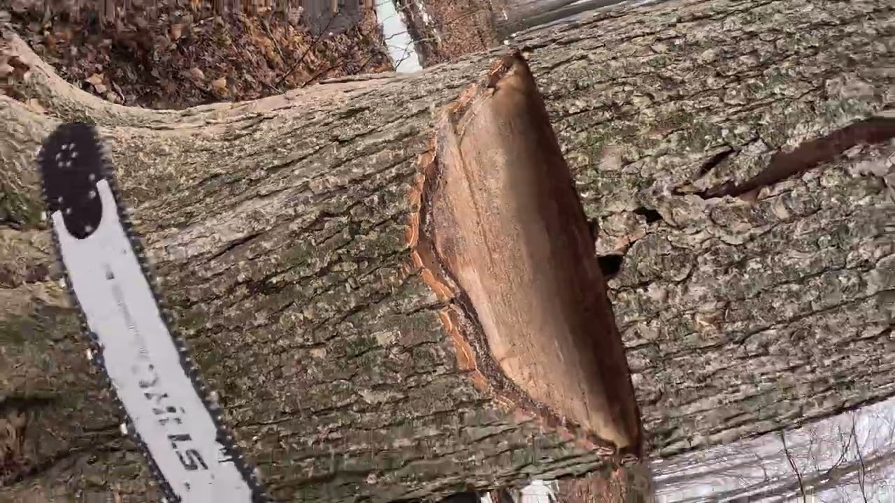 Part 2 of the other larger tree from today. Using my Granpas old Stihl 08S . 
