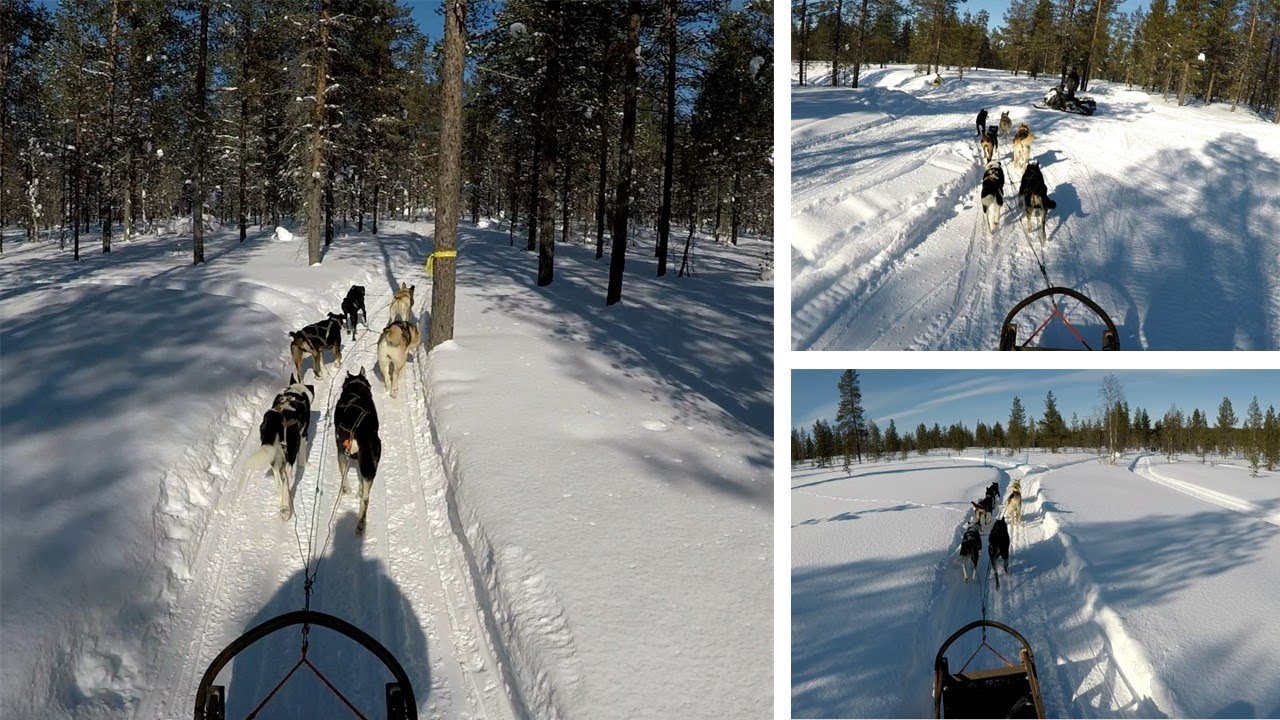 Kakslauttanen Arctic Resort #10 - Finland - Husky Safari 🐕🛷❄️⛄🏂#viral #viralvideo