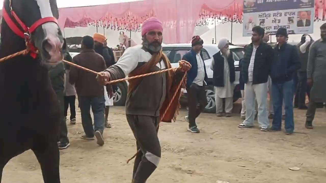 ਤਲਵੰਡੀ ਸਾਬੋ ਵਿਖੇ ਘੋੜੀਆਂ ਦਾ ਮੇਲਾ ਕਰਵਾਇਆ ਗਿਆ ਜਿਸ ਵਿੱਚ ਬਹੁਤ ਜ਼ਿਆਦਾ ਇਕੱਠ ਦੇਖਣ ਨੂੰ ਮਿਲਿਆ 