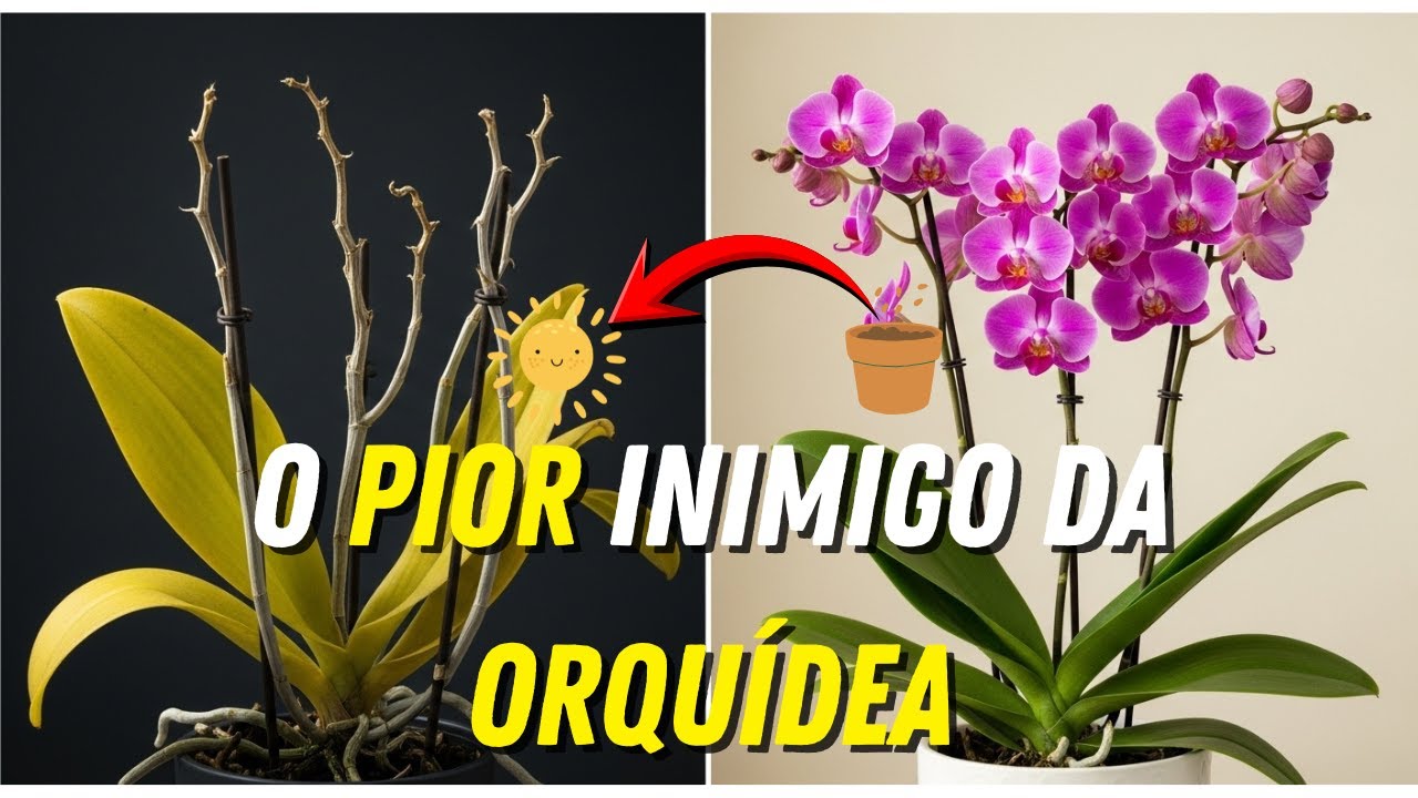 Minhas Orquídeas não morreram mais quando descobri isso.