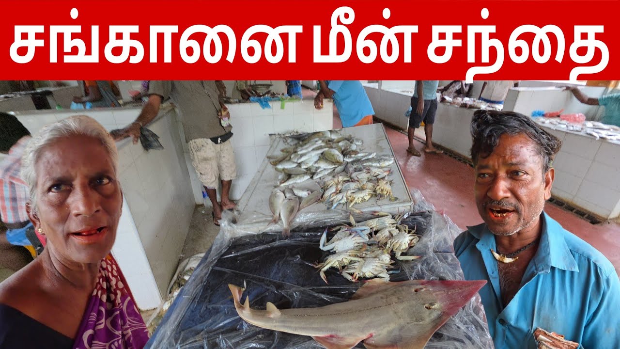 யாழ்ப்பாணம்! சங்கானை மீன் சந்தை | Chanakanai Fish Market | Jaffna Gallery
