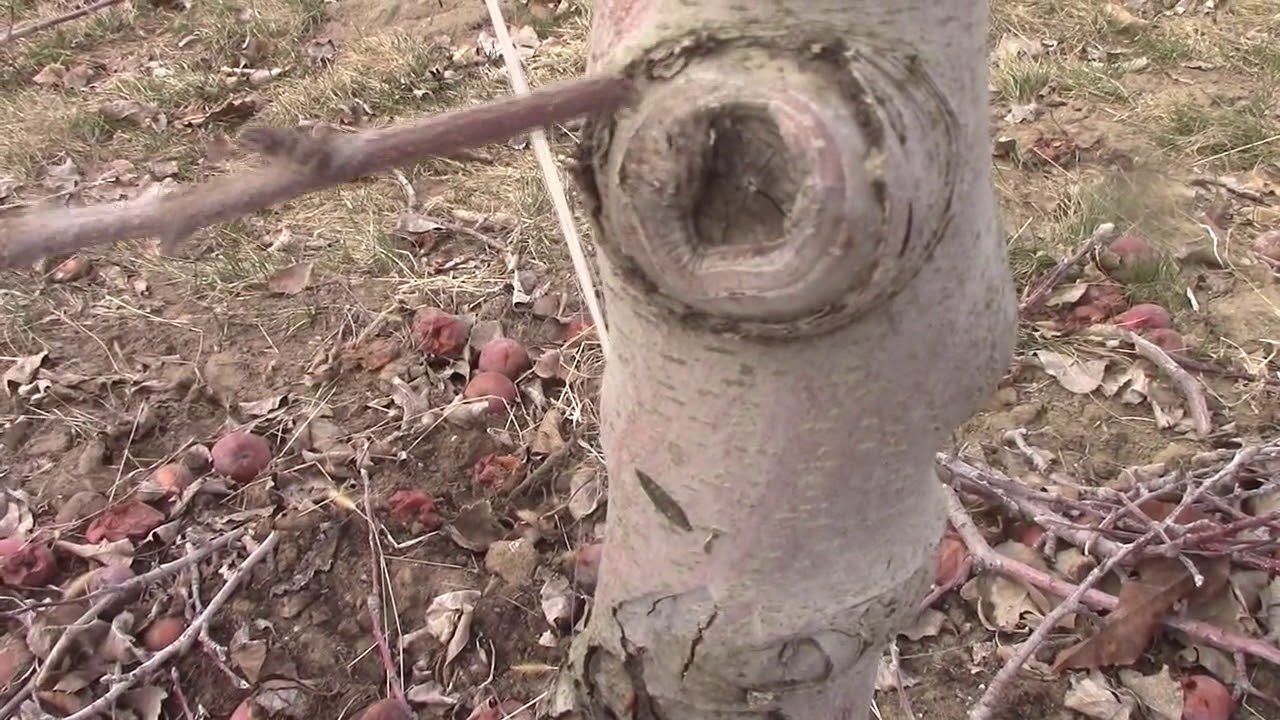 Grafting Season 2018   day 28   How to side graft an apple tree