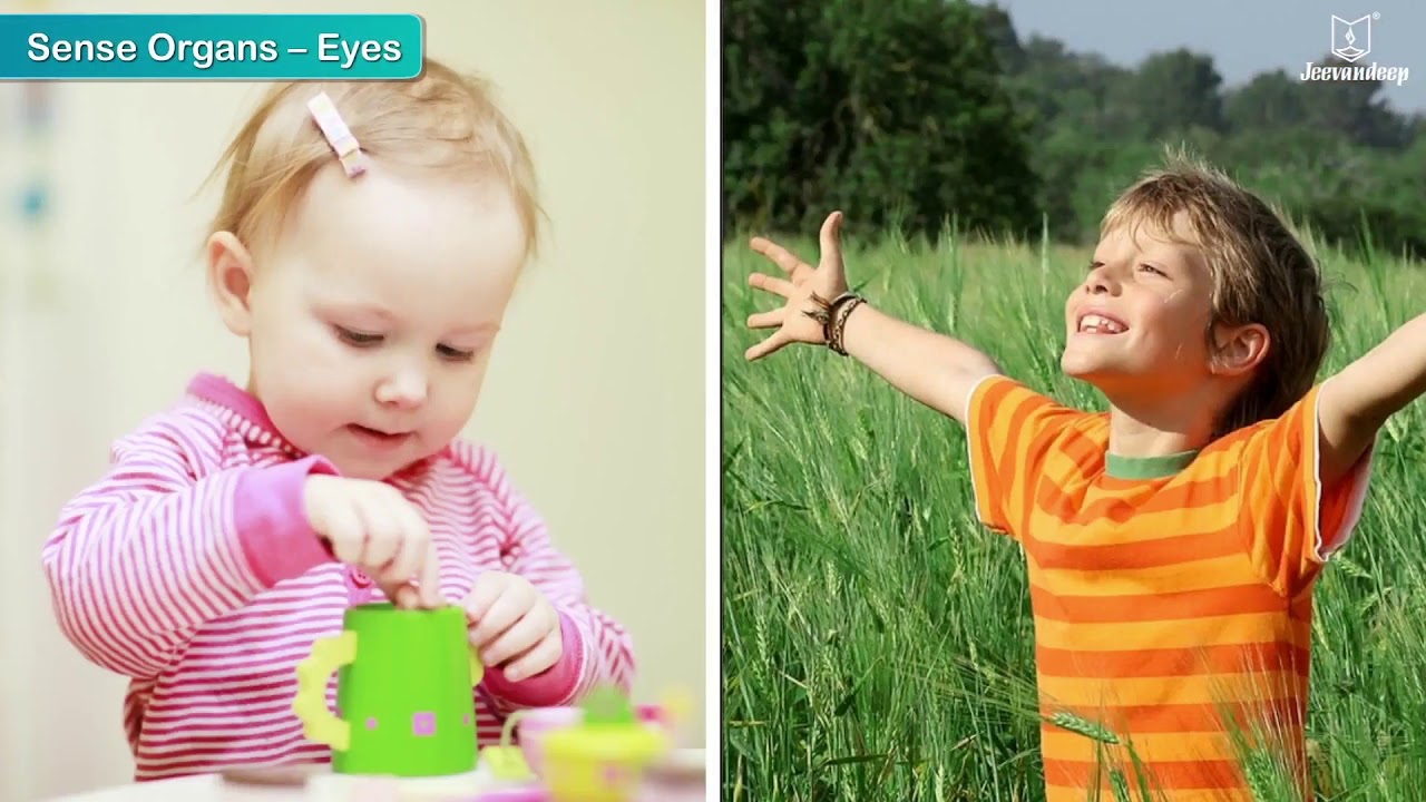 The Nervous System | Science For Kids | Grade 5 | Periwinkle