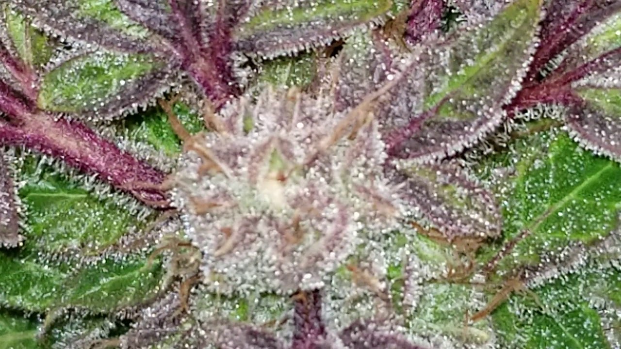 Humboldt's secret trial run day 69 HARVEST! Purple Bubba Chunk
