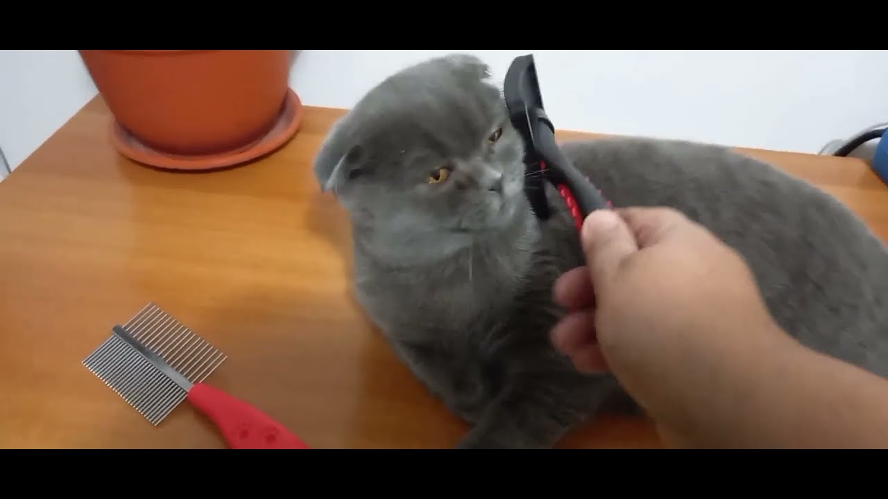 periat pisica/brush cat
