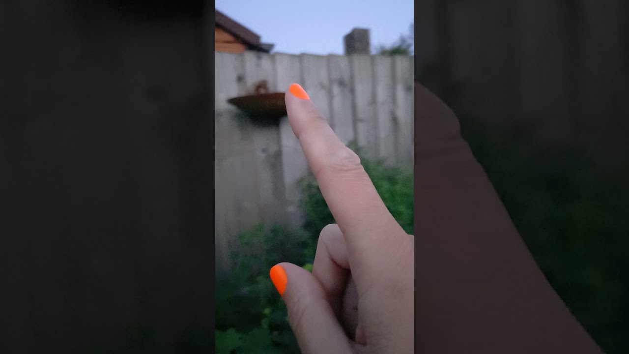 Vlog: night walk around the garden under the moon appreciating the floral season 🌙