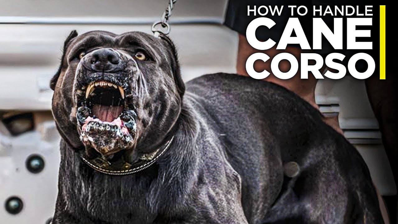 How To Handle A Huge Cane Corso?
