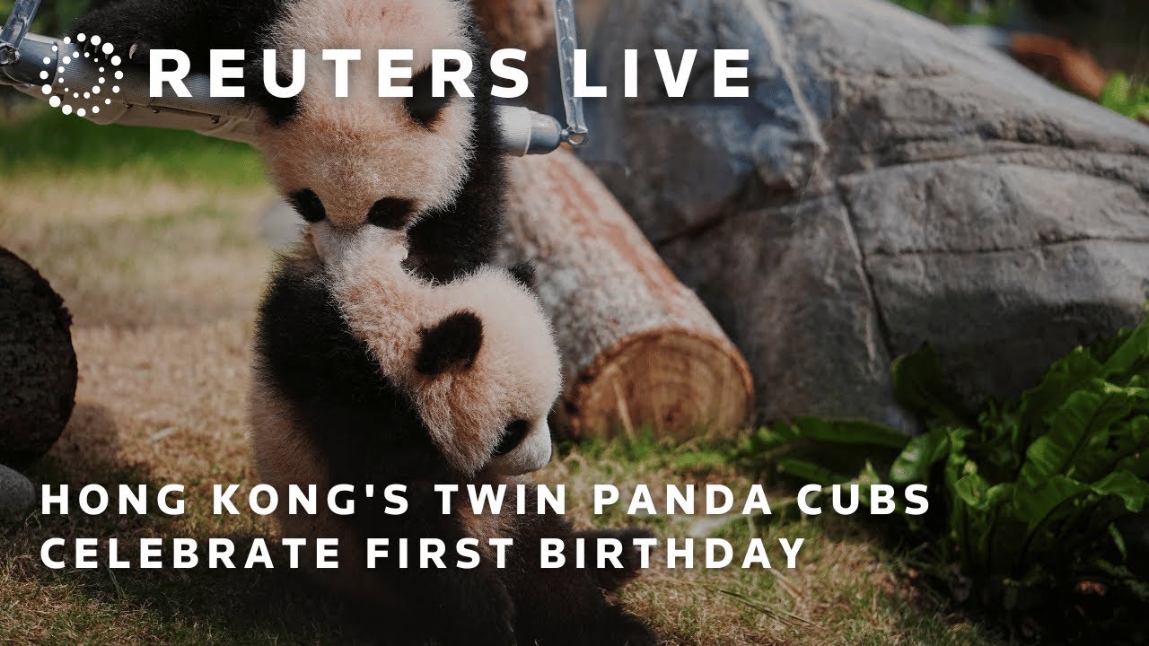 LIVE: Hong Kong's twin panda cubs celebrate first birthday | REUTERS