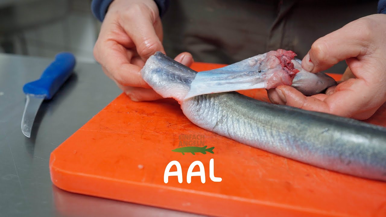 Aal | Ausnehmen, Häuten & Filetieren XXL!