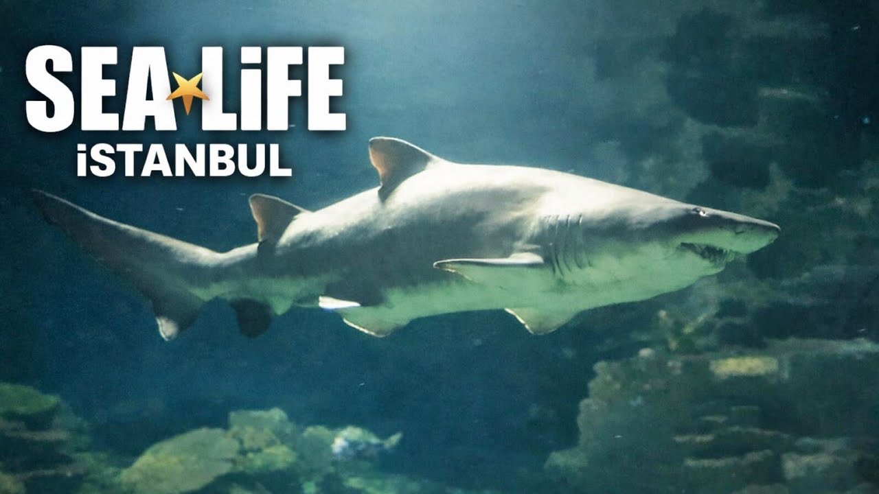 İstanbul Akvaryum Sealife | Gitmeye Değer mi? Marine aquarium