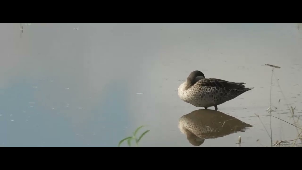 Red-Billed Teal