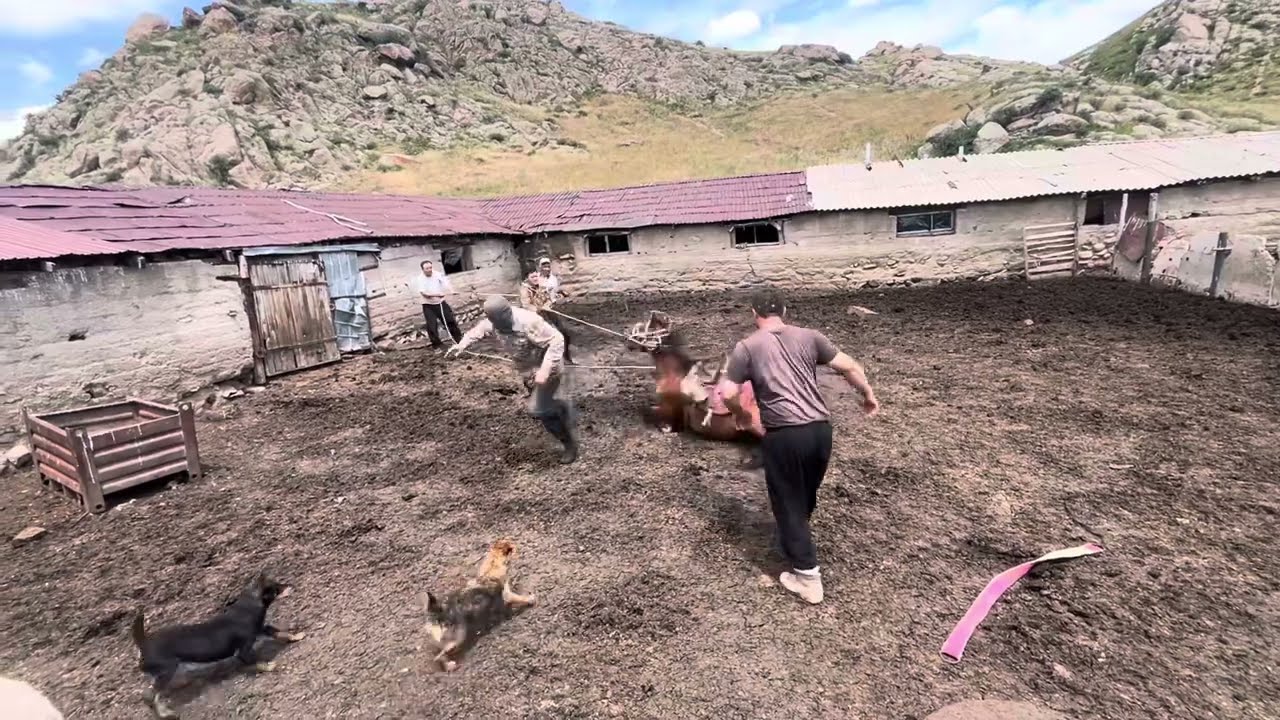 Асау үйрету 2