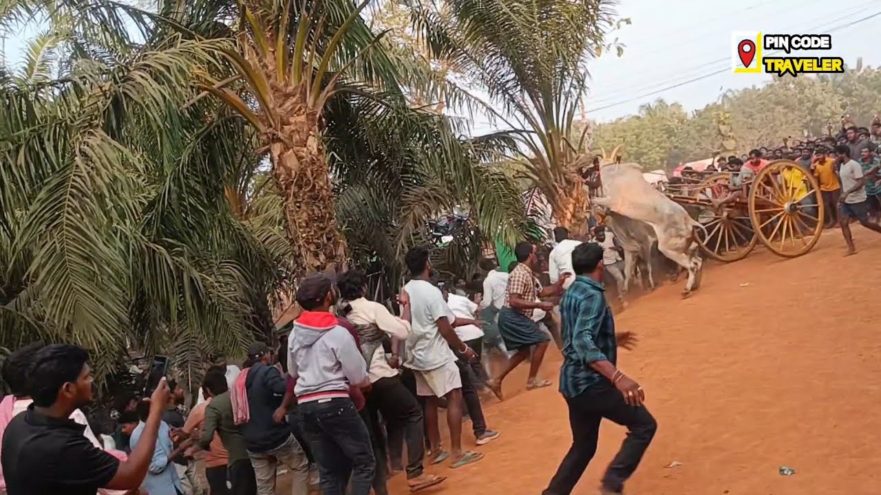 Vadisaleru Junior Bulls Race Championship | Traditional Village Bull Racing India | 533294