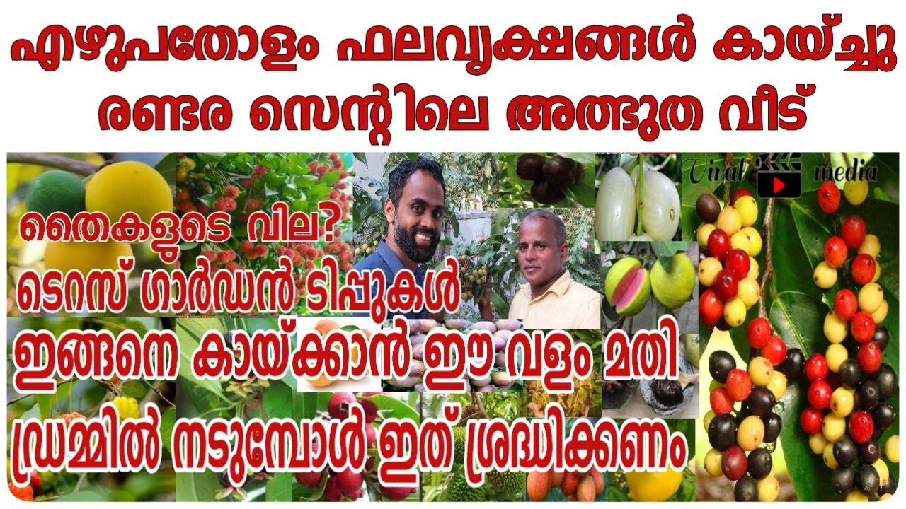 രണ്ടരസെന്റിലെ പഴ വീട് | Exotic Fruit Plants | Container Garden Setting | Shibu Bharathan | M Castle
