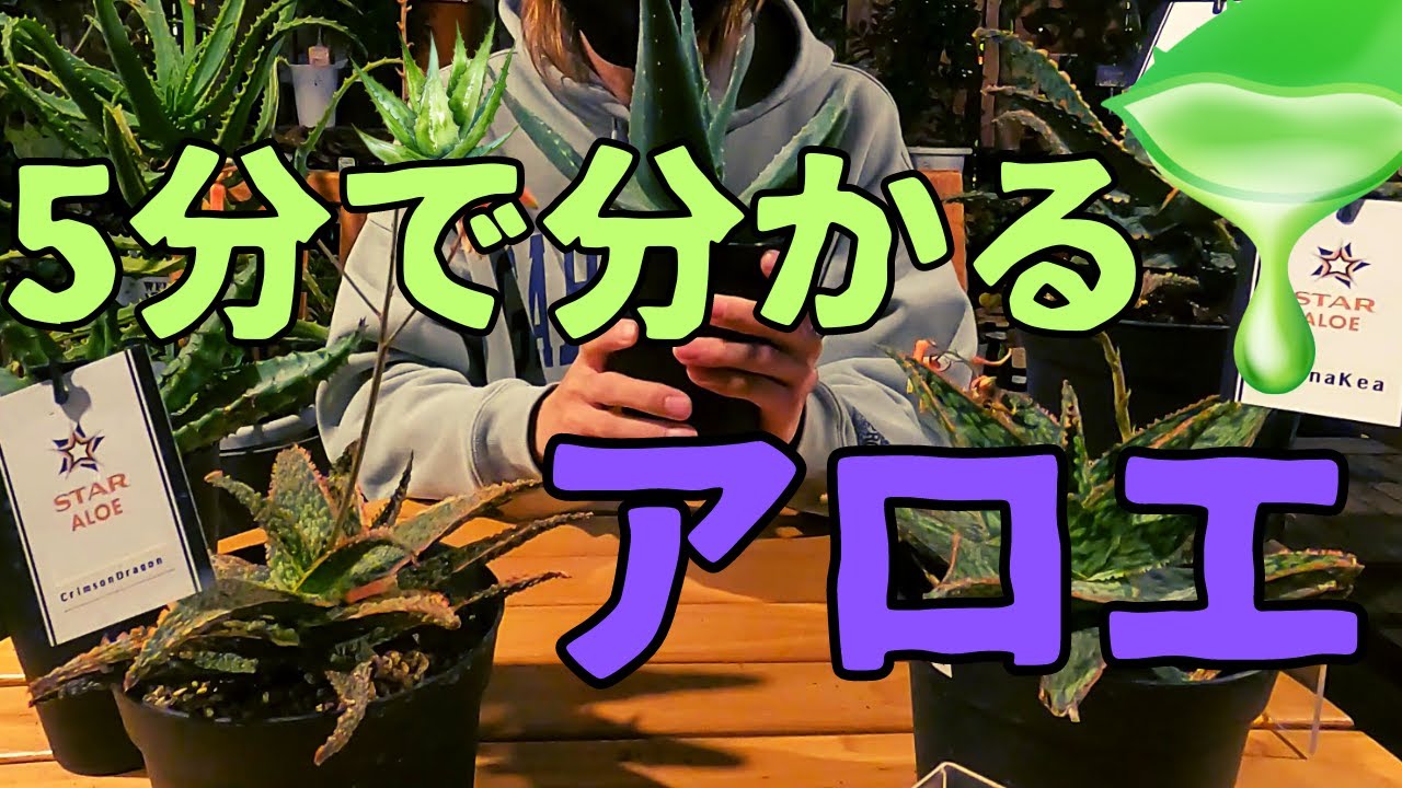 【5分でわかる】アロエの特徴！育て方！