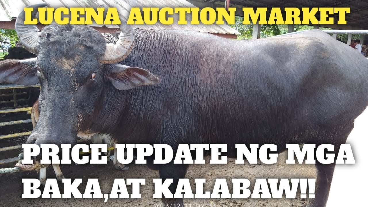 Price Update ng mga binibentang Baka,kalabaw at kambing..Lucena auction market..