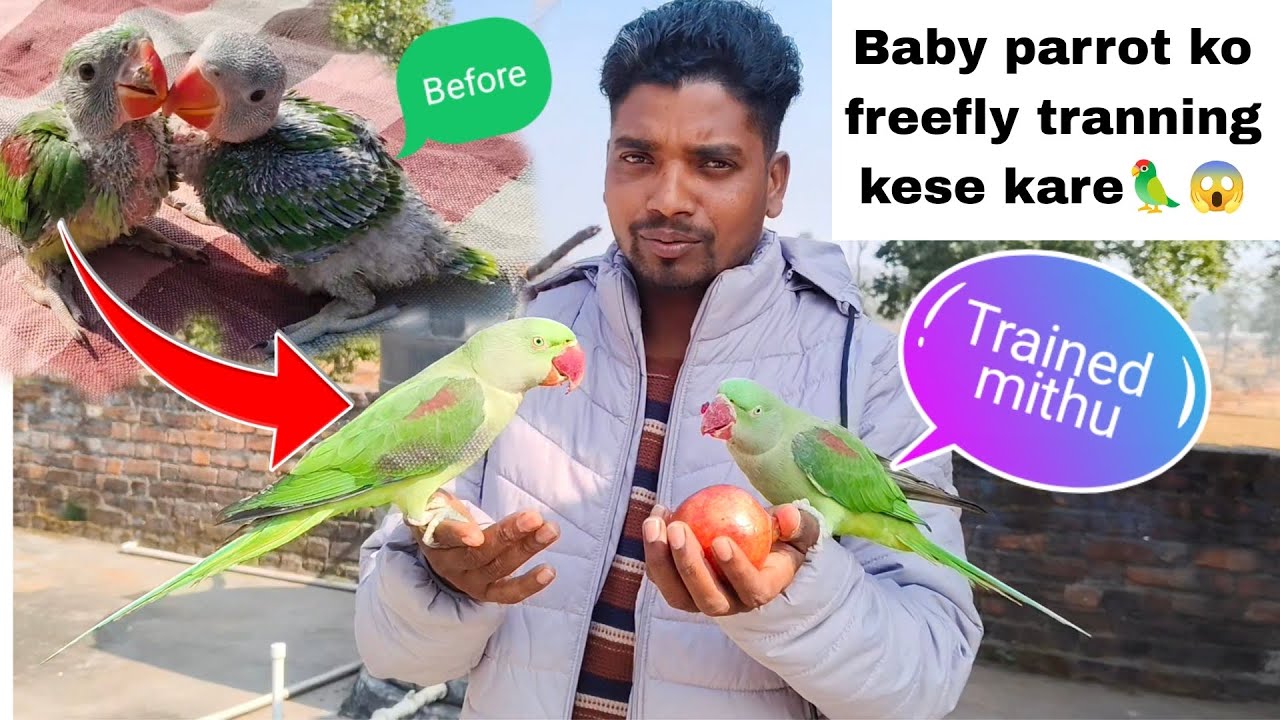 Baby parrot ko freefly tranning kese kare 😱🦜#viral#parrot#tranning #trending #video #youtube ##