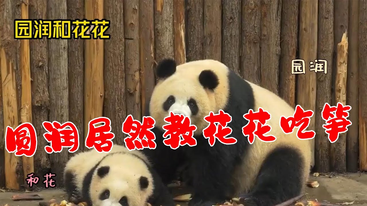 圆润叼着花花去吃笋，花花挑了一根比自己还大的笋！大熊猫花花的呆萌瞬间！