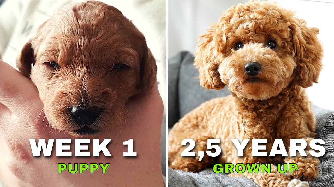 Miniature Poodle Apricot growing Up - One Week to 2,5 Years
