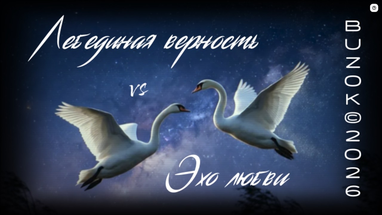 BUZOK - Лебединая верность vs Эхо любви (Touch of Eternity 2026 Mush-Up)
