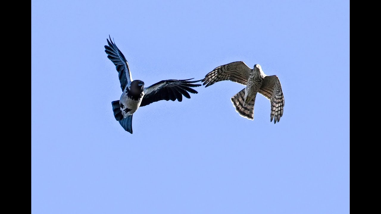 Cyprus Wildlife October 2025