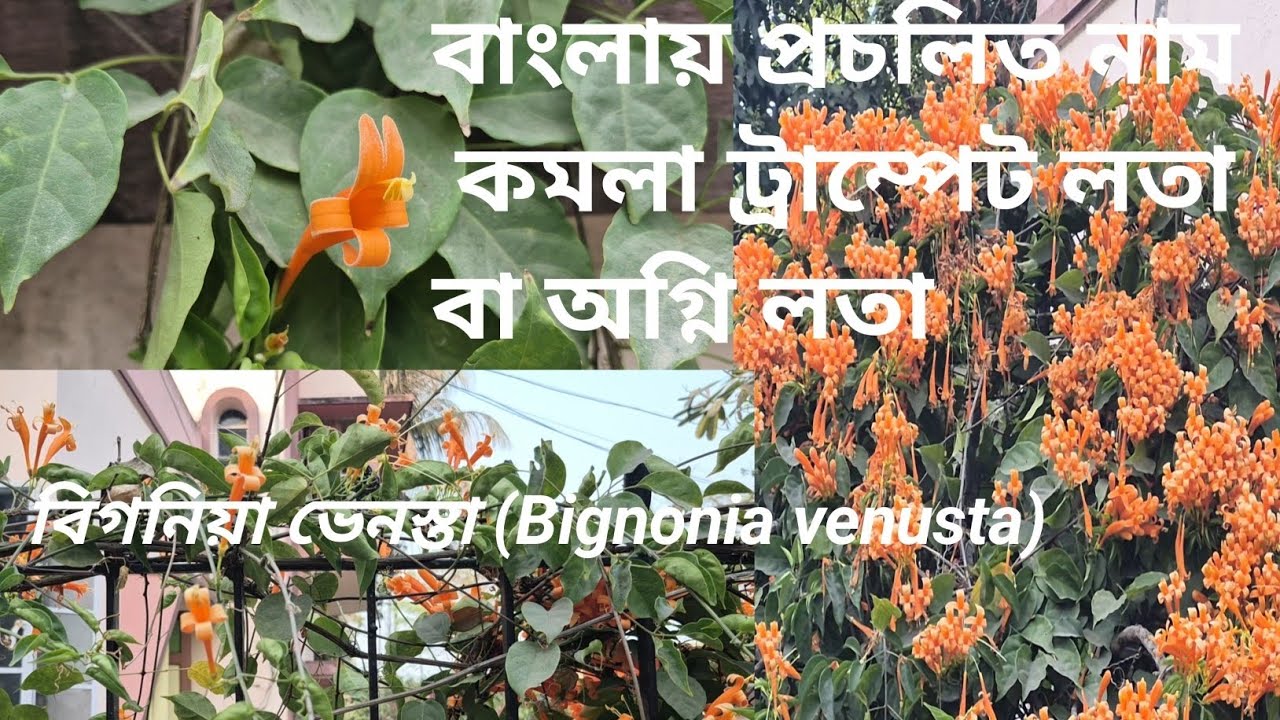 অগ্নি লতা বা কমলা ট্রাম্পেট লতা | Bignonia Venusta or Orange Flame Vine | Important Information
