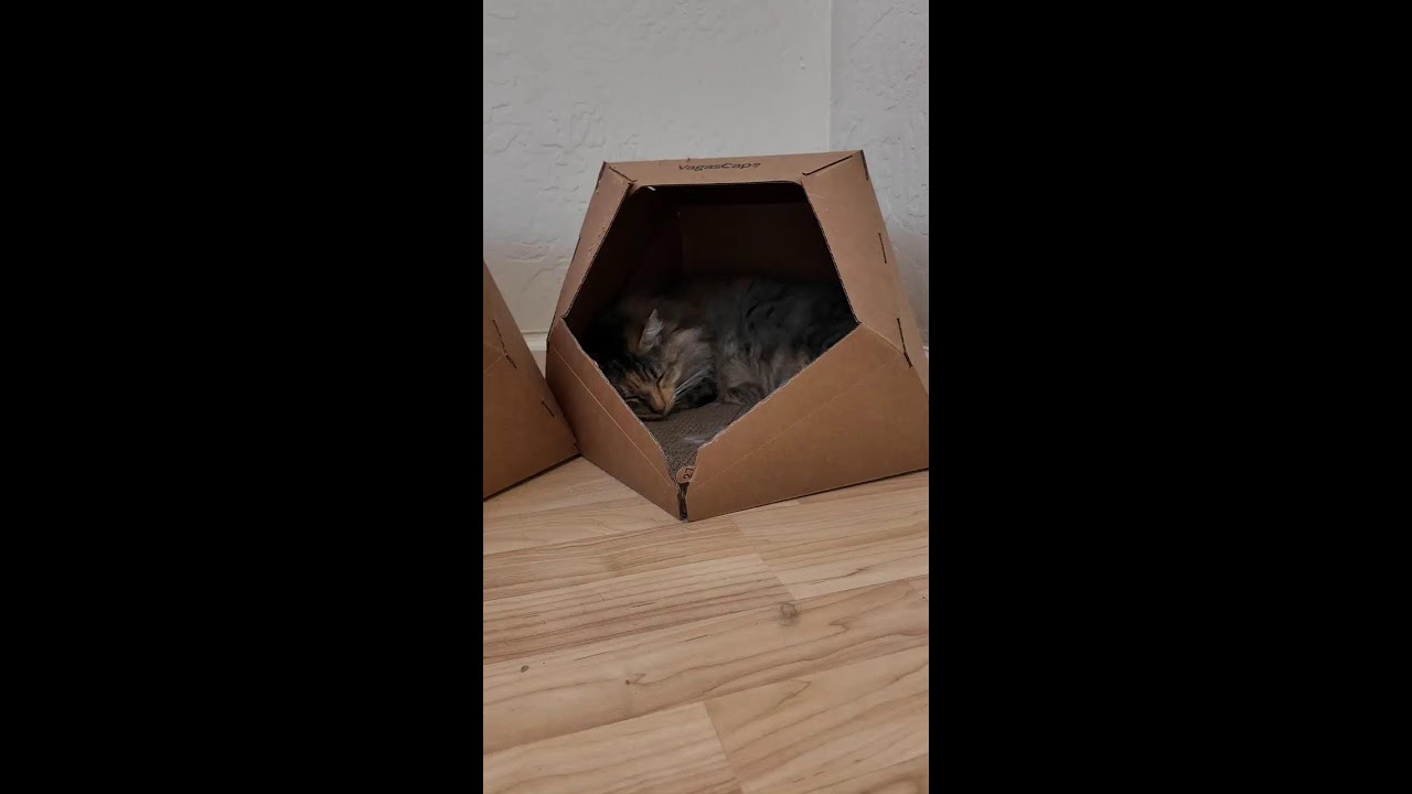 Mis gatos live now🐈🐾
