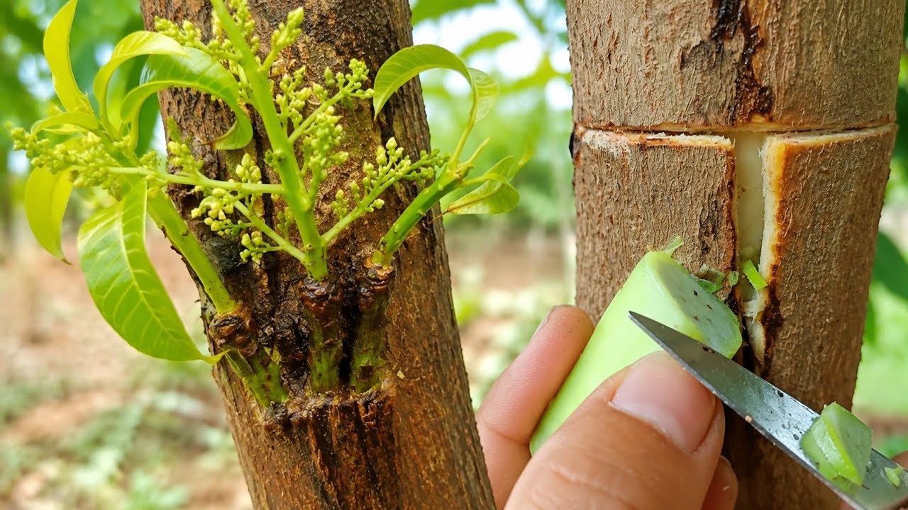 Tricks for grafting mango tree multiple very unique