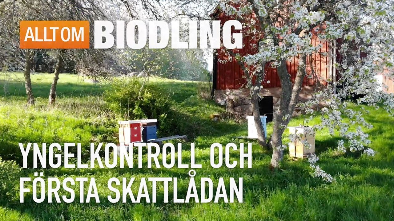 Yngelkontroll och första skattlådan - Biodling