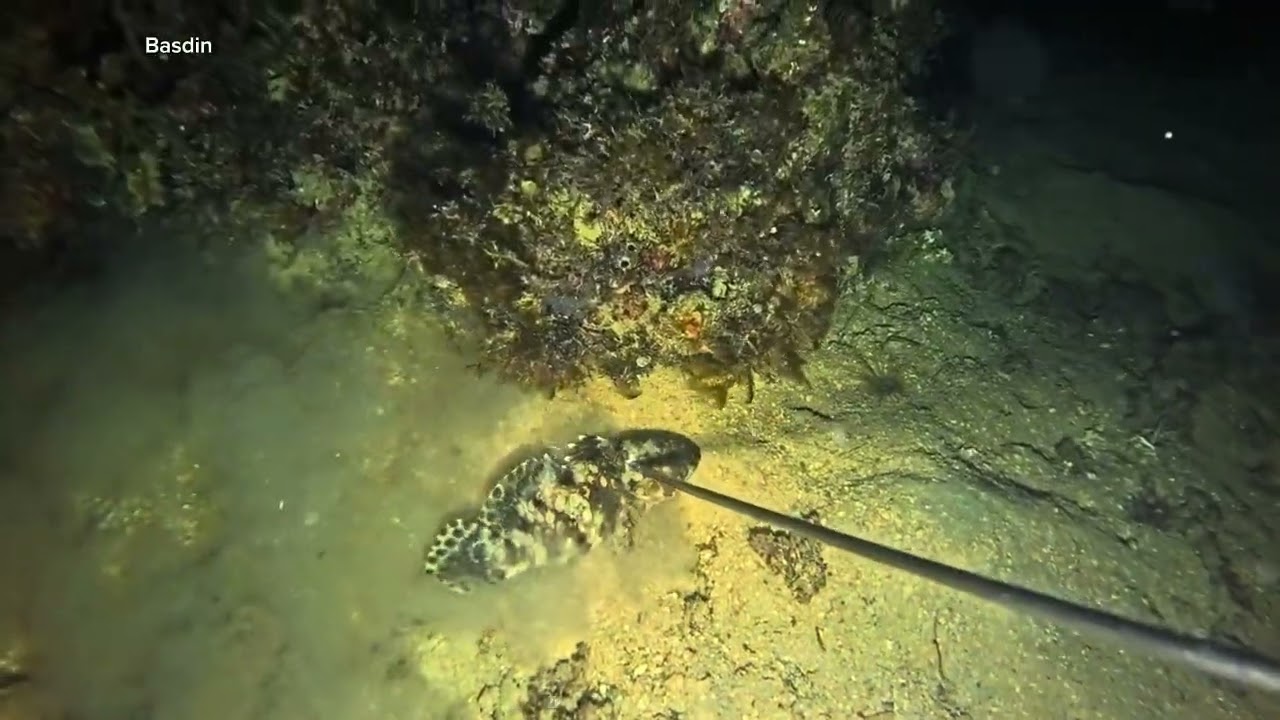 Menaklukan belut moray babon 