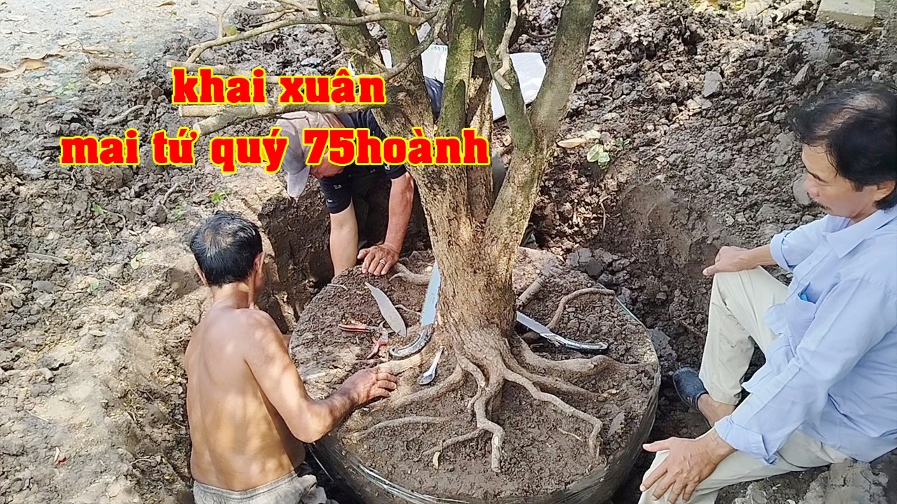 Phôi Mai Tứ Qúy 0919172078 Anh Thái  | Tứ Qúy Miệt Vườn