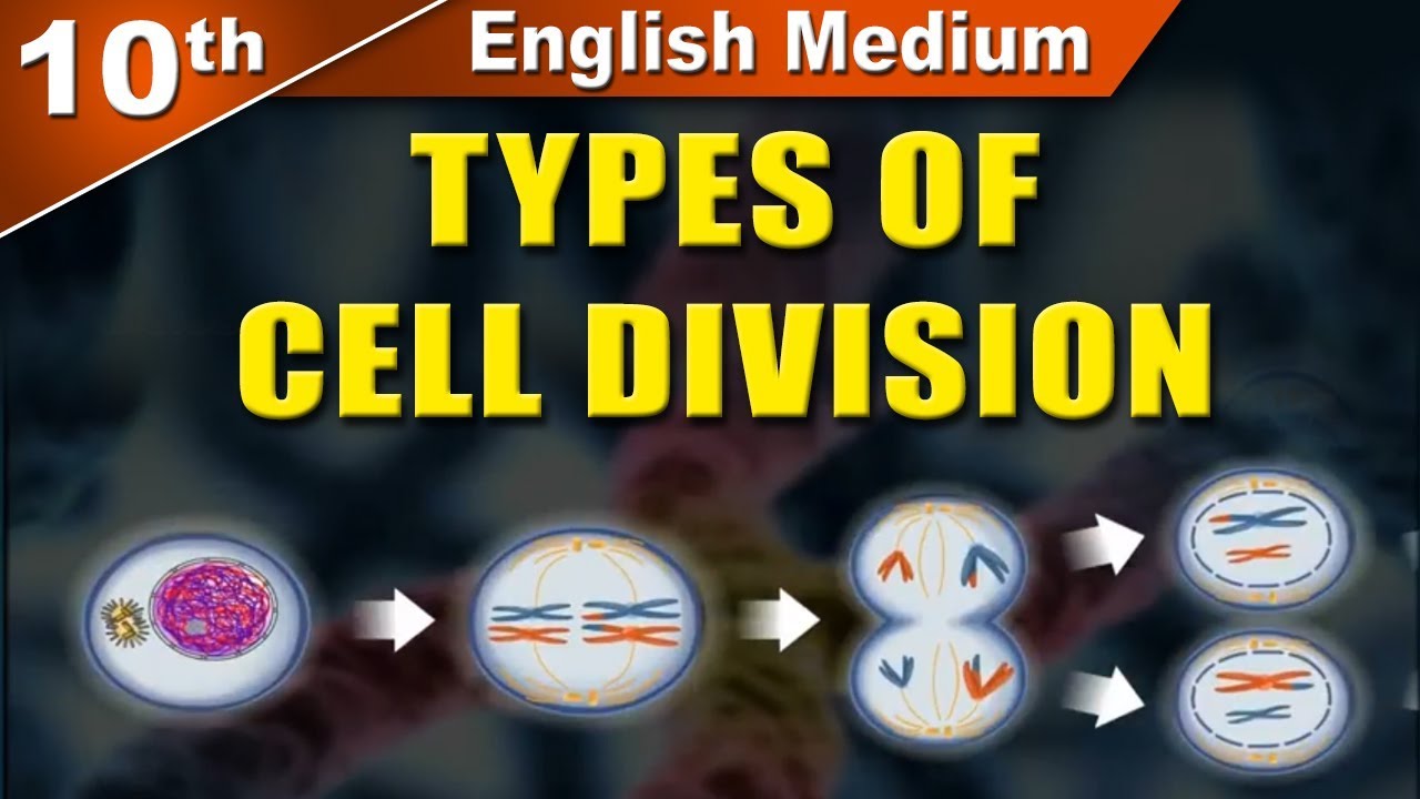 Class10 | SSC | Types of Cell Division | Science 2 | Maharashtra Board | Home Revise