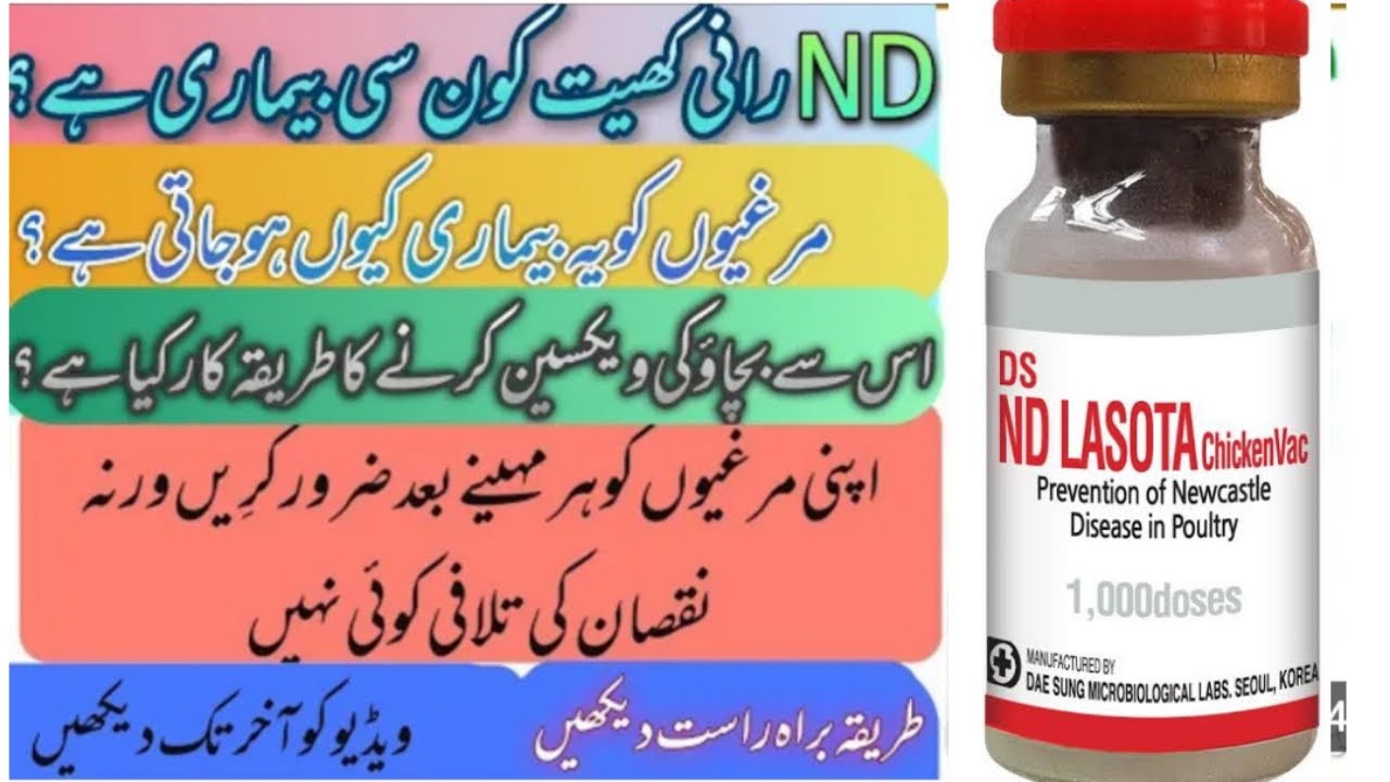 New Castle Disease|ND Lasota Vaccine Karny Ka Tarika| Ranikhet Vaccine #poultry #chicken #viralvideo