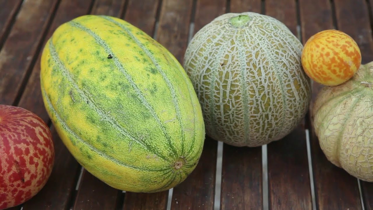 Hoe teel je zaad van meloenen?