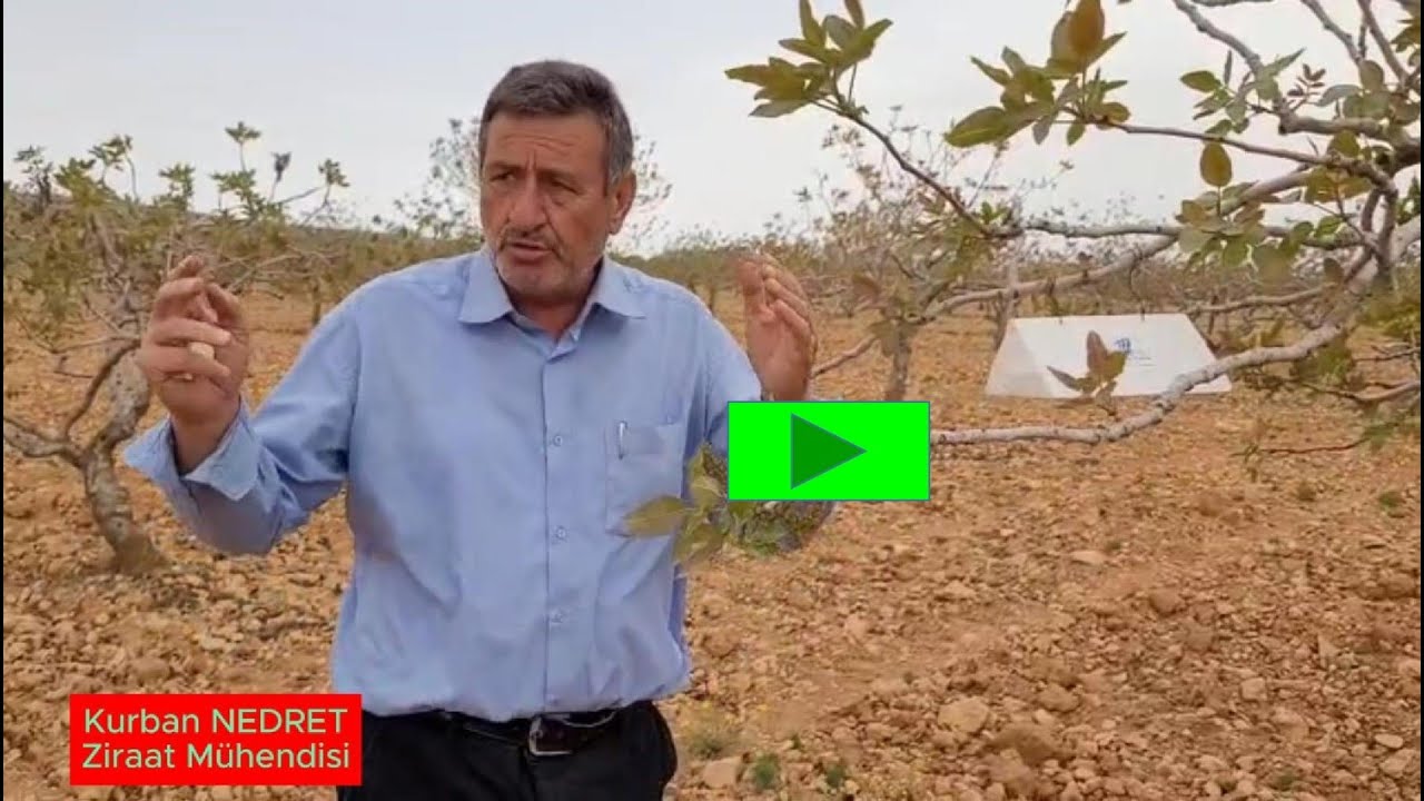 #Antepfıstığında Dal Güvesi ile mutlaka mücadele edilmelidir.